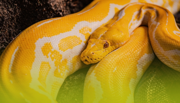Inside Reptilia: Canada's Largest Reptile Zoo