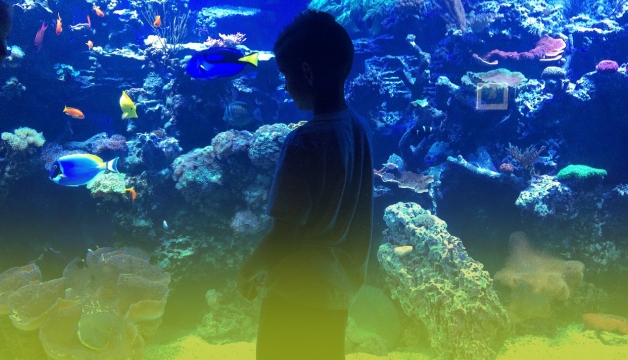 Ripley's: Everything You Need To Know 2026