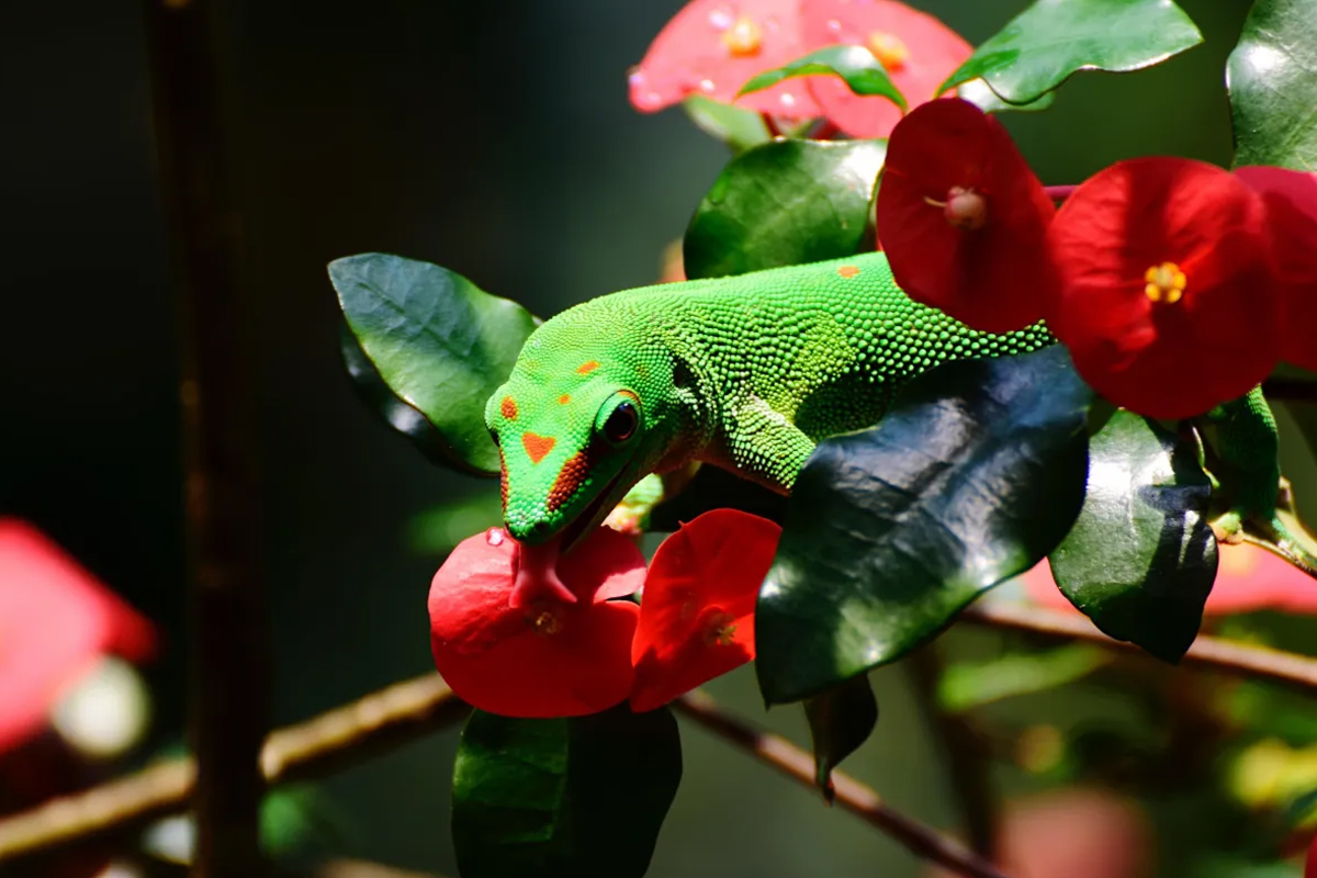 Reptile and Plant Expo event image