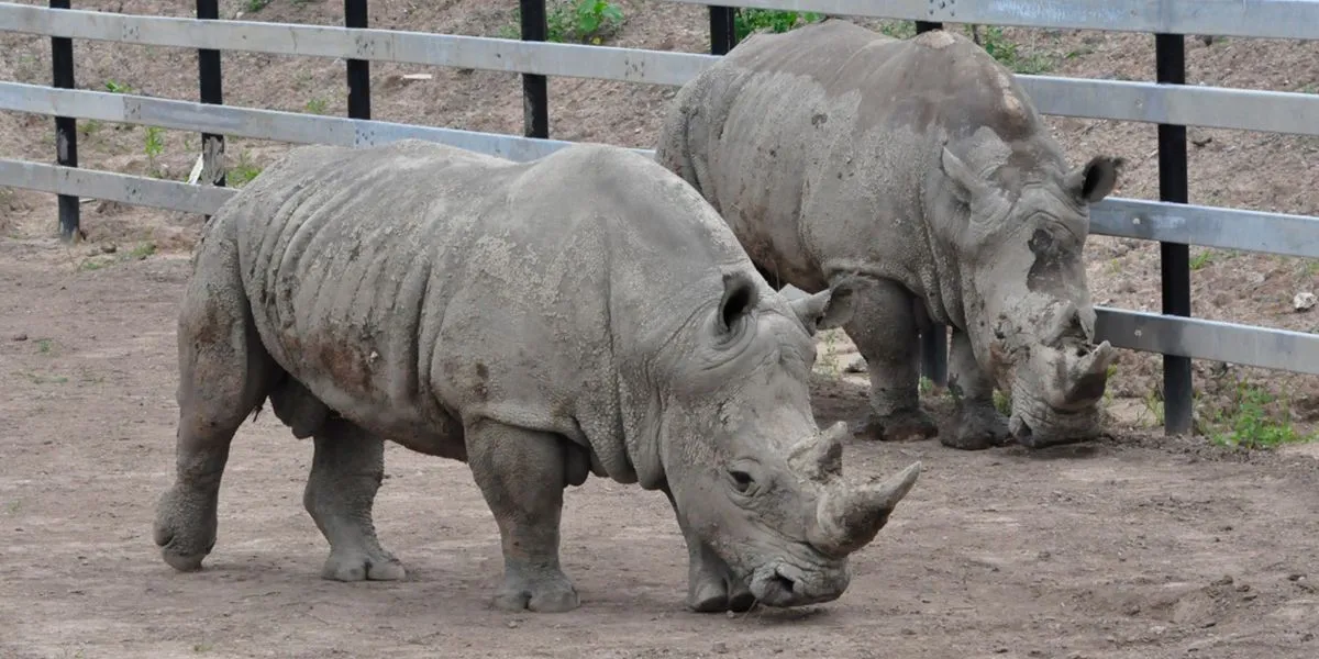Southern White Rhino at Safari Niagara