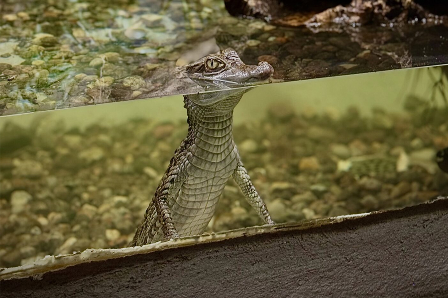 Crocodilian at Reptilia
