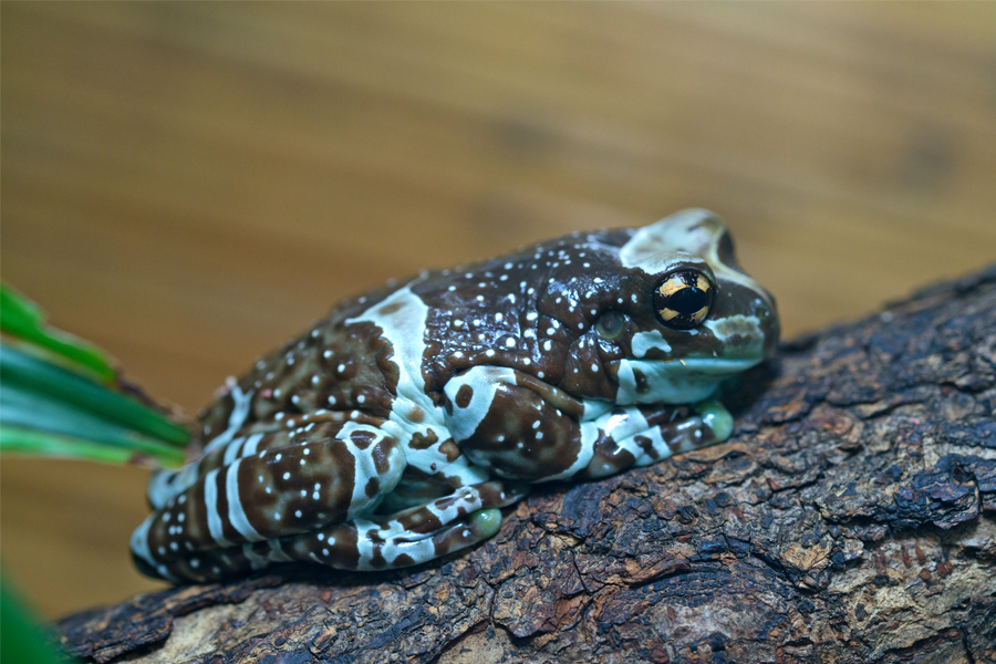 Amphibian or fish at Reptilia