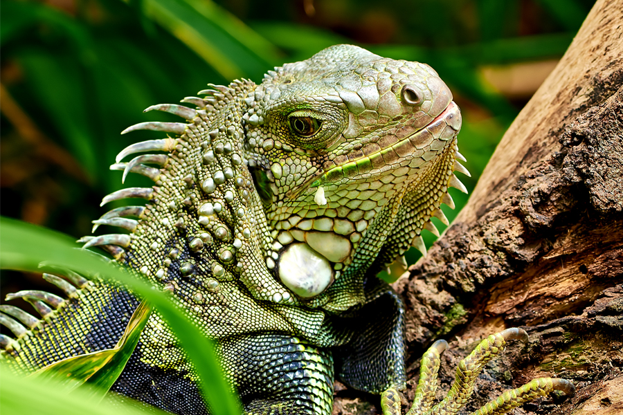Lizard or monitor at Reptilia