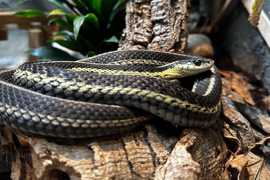 Giant or venomous snake at Reptilia