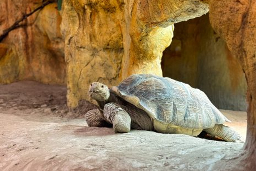 Turtle or tortoise at Reptilia