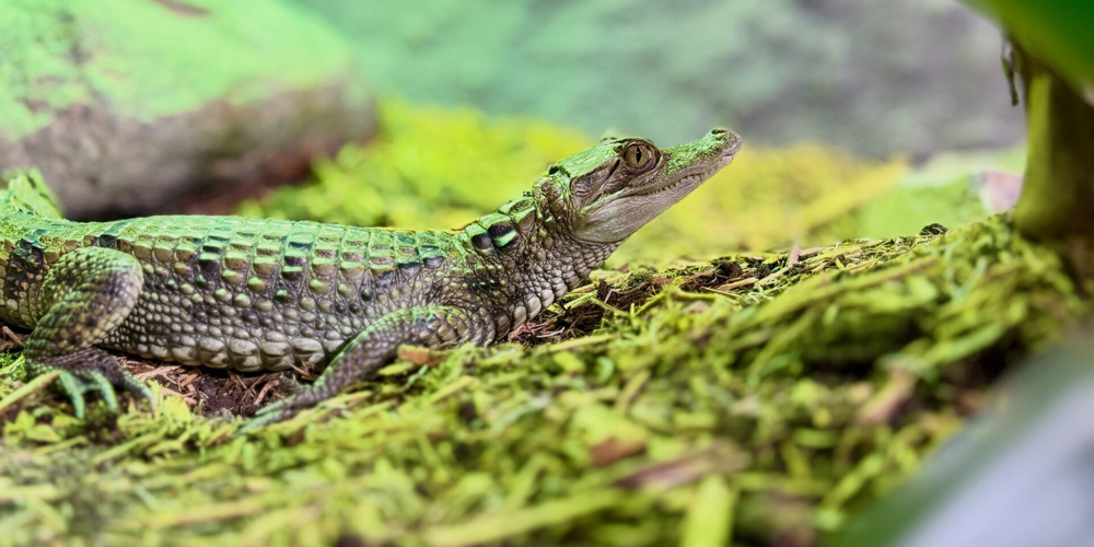 Guests up close with a reptile at Reptilia