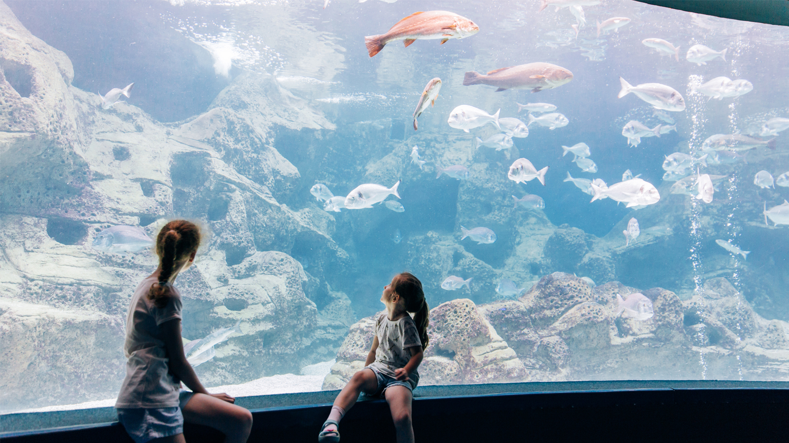 Ripley's Aquarium of Canada in downtown Toronto