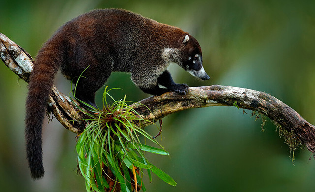 Image of 5-Day Costa Rica Resort Getaway with Flights from Toronto!