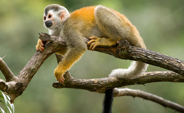 Image of 5-Day Costa Rica Resort Getaway with Flights from Toronto!