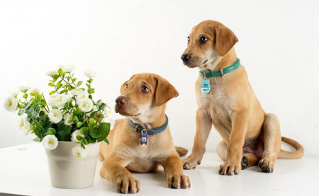 Up to 70% off Personalized Pet Tags from Photobook Canada Up to 70% off Personalized Pet Tags from Photobook Canada