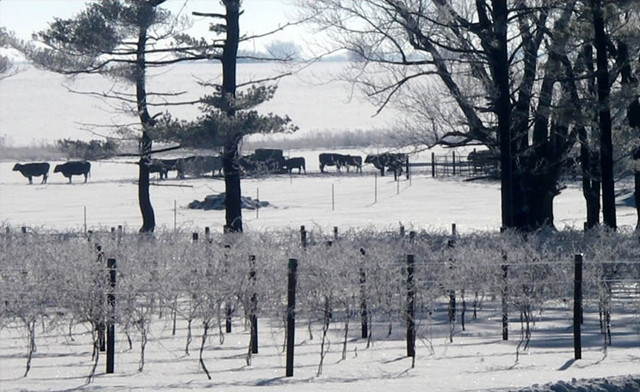 Up to 57% off a Guided Full-Day Niagara Wine Tour