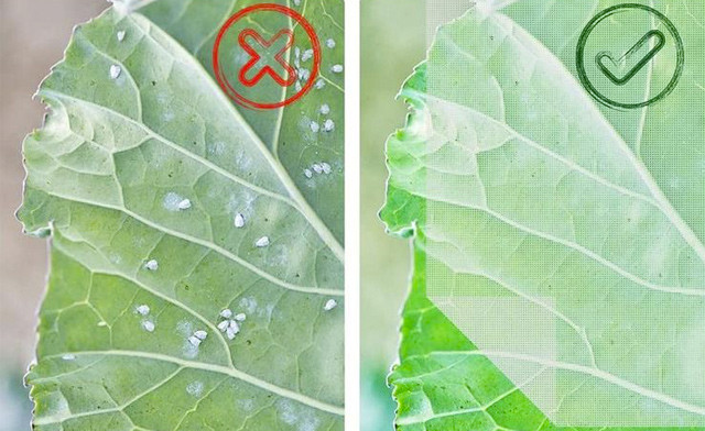 Image of Up to 42% off a Plant Protection Net