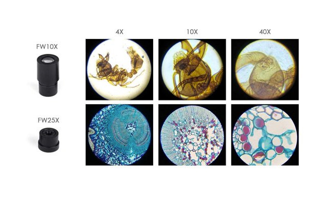 Image of $49.95 for a 40-1000X Cordless Compound Microscope (a $129.99 Value)