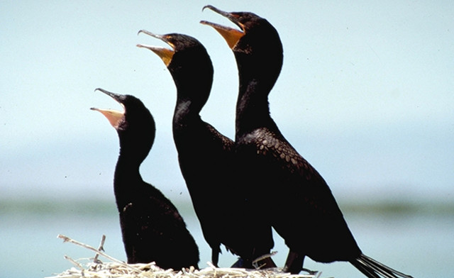 Image of $27.75 & Up for a 90-Minute Jewels of St. Lawrence Sightseeing Cruise