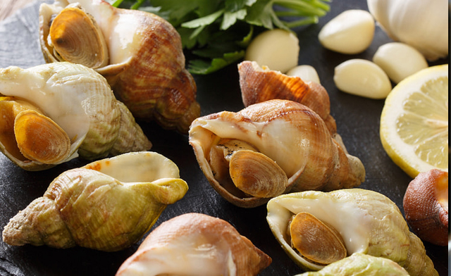 Image of $39.99 for 4 lbs of Canadian Wild Caught Whelk In Shell (a $64 Value)