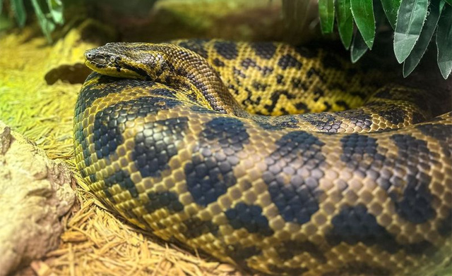 Image of $15 for General Admission at Reptilia London