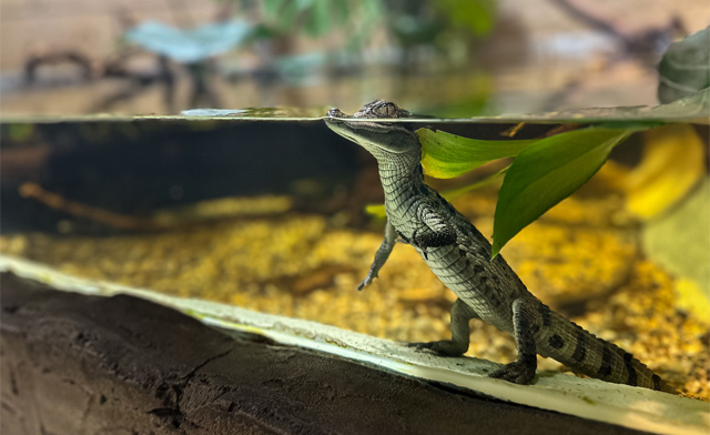 Image of $15 for General Admission at Reptilia London