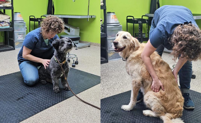 Image of $45 Osteopathy Treatment for You or Your Pet at Flourish Therapy Practices