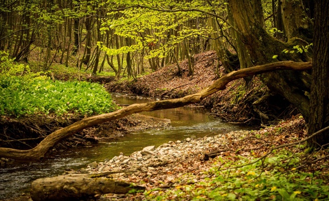 Image of $47 & Up for a 1-Day Outdoor Survival or Foraging Course (6 Locations)