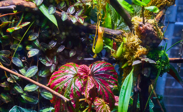 Image of $29 for a Family Pass to the Reptile & Plant Expo: February 15, 2026