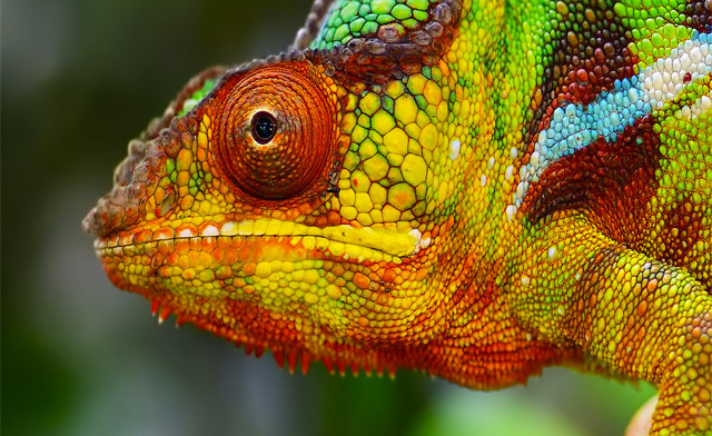 Image of $29 for a Family Pass to the Reptile & Plant Expo: February 15, 2026