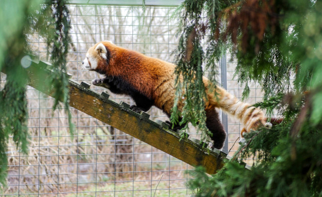 Image of $69 & Up for Admission to Safari Niagara for 2-4 People
