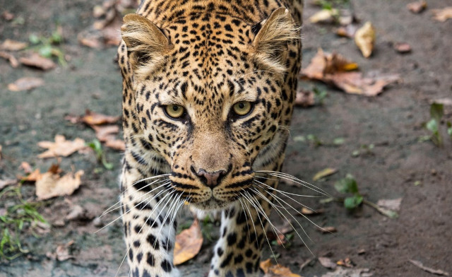 Image of $69 & Up for Admission to Safari Niagara for 2-4 People