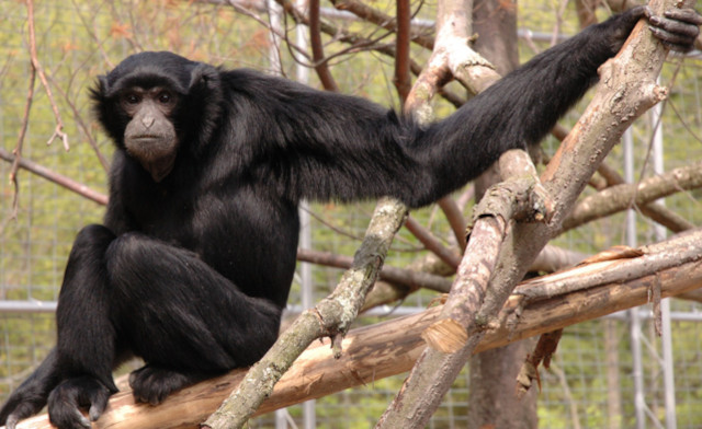 Image of $69 & Up for Admission to Safari Niagara for 2-4 People