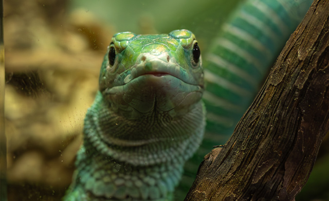 Image of $29 for a Family Pass to the Reptile & Plant Expo: May 31, 2026
