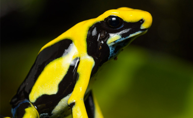 Image of $29 for a Family Pass to the Reptile & Plant Expo: May 31, 2026