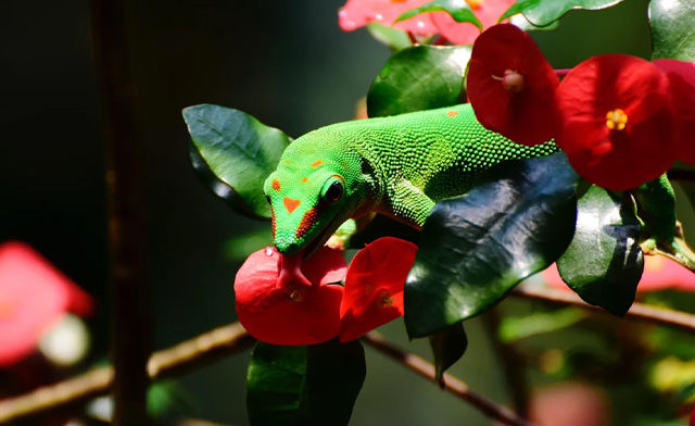 Image of $29 for a Family Pass to the Reptile & Plant Expo: May 31, 2026