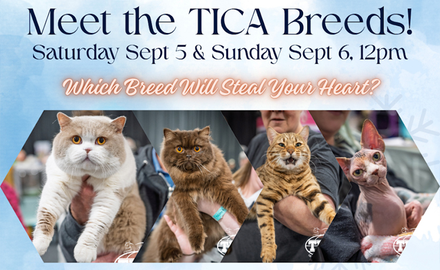 Image of $12 & Up for General Admission or Family Pass to the TICA Annual 2026 Cat Show