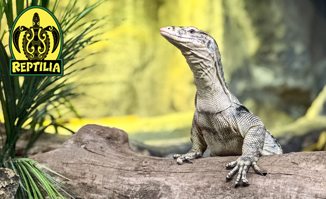 Image of Over 30% Off General Admission to Reptilia (3 Locations)