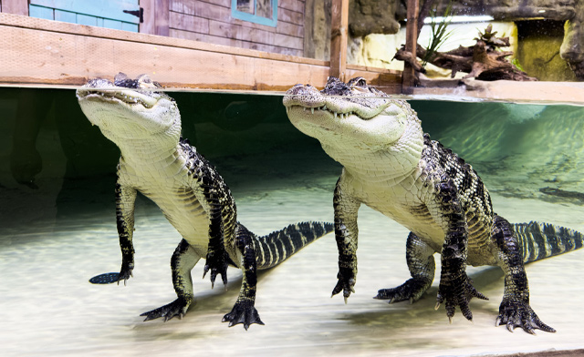 Image of Over 30% Off General Admission to Reptilia (3 Locations)