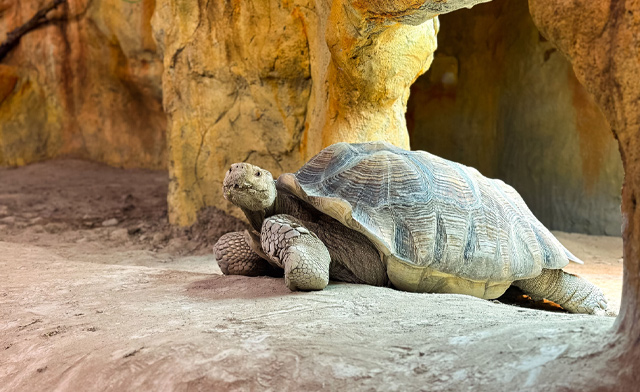 Image of Over 30% Off General Admission to Reptilia (3 Locations)