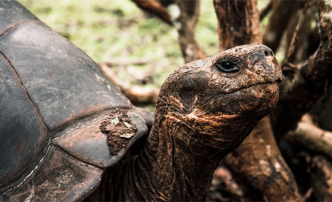 10 Day Tour: Galapagos Uncovered