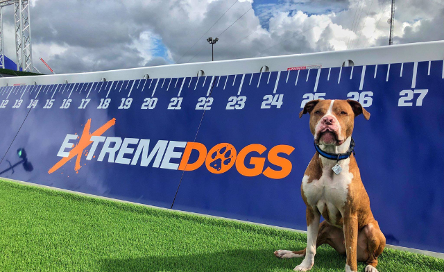 Image of $29 & Up for 2 Tickets or a Family Pass to the Canadian Pet Expo: September 19 & 20, 2026