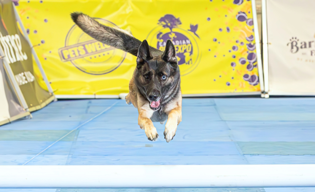 Image of $29 & Up for 2 Tickets or a Family Pass to the Canadian Pet Expo: September 19 & 20, 2026