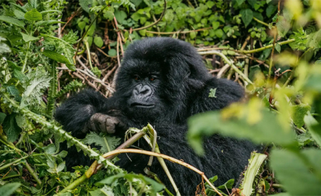Nairobi to Nairobi: 20 Days Gorillas & Gameparks