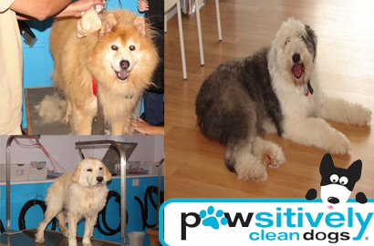 Image of $10 for $20 Dog Bath at Pawsitively Clean Dogs