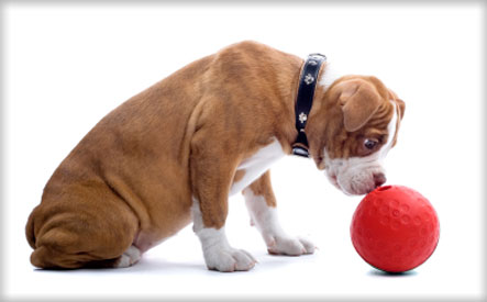 Image of $20 for 4 Visits to Sophie's Dognasium Indoor Dog Park (a $40 Value)