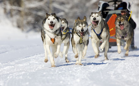 Image of $75 for a Simply Perfect Package: a Dog Sled Tour for 2 Adults from M.U.S.H.E.R.S. Dog-Sled Tours (a $150 Value)