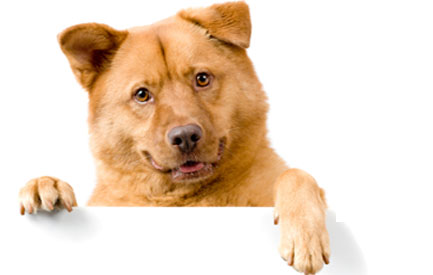 groomingdales coupons