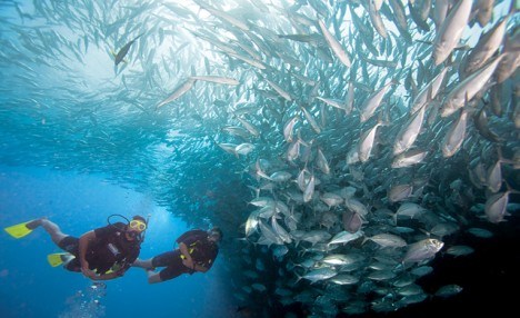 $30 for a Discover Scuba Diving Experience (a $60 Value) $30 for a Discover Scuba Diving Experience (a $60 Value)