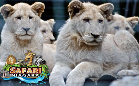 Image of $13 for Full-Day Inclusive Admission to Safari Niagara (a $27 Value)