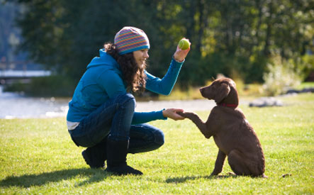 Image of $59 for a 6-Week Obedience Class for Dogs from Cultured K9 (a $130 Value)