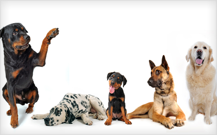 Image of $99 for 10 Weeks of Daytime Group Dog Obedience Classes at Dave McMahon's Dog Academy (a $240 Value)