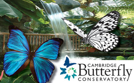 Image of $20 for 4 General Admission Tickets to Cambridge Butterfly Conservatory (a $52 Value)