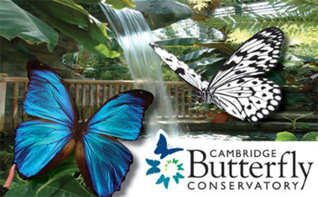 Image of $20 for 4 General Admission Tickets to Cambridge Butterfly Conservatory (a $52 Value)