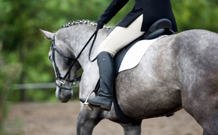 Image of $25 for 2 Sixty-Minute Introductory Horseback Riding Lessons from Hylee Training (a $100 value)